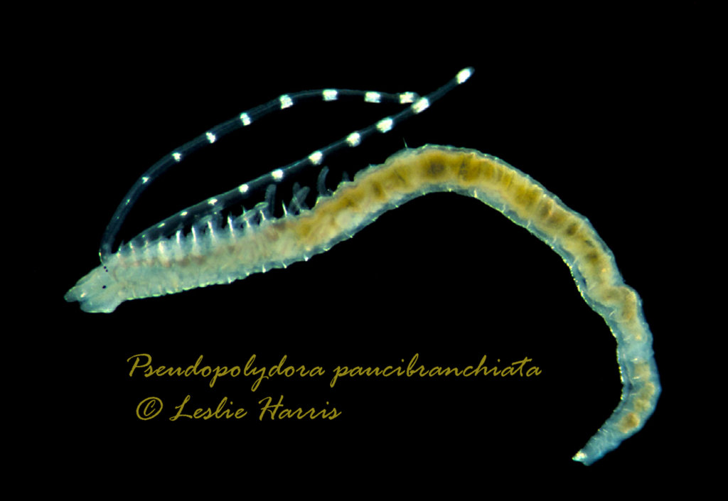 Image of Pseudopolydora paucibranchiata